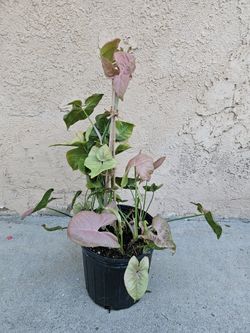 Pink Arrow Head Plant