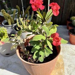 Planta Corona De Cristo