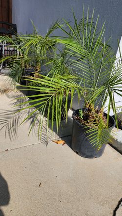 Pygmi Date Palms