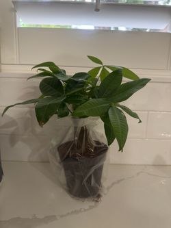 Money tree plant