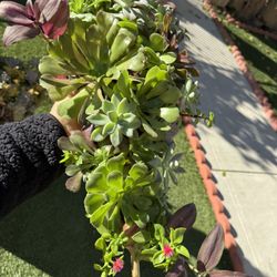 Very Beautiful Succulent Arrangement 