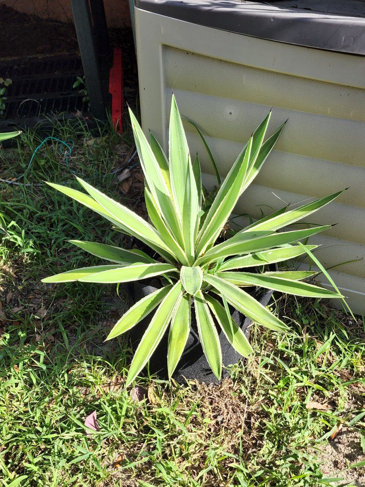 Various Size Agave Plants