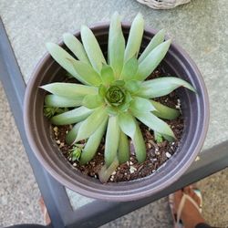 Succulent