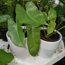 Philodendron Berle Marx In Ceramic Pot