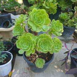 Aeonium,natural Plant