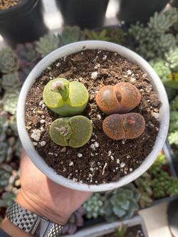 Lithops