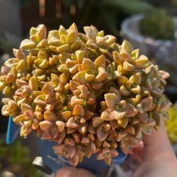 Live Succulent Plant in Blue trash Pot