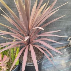 cordyline