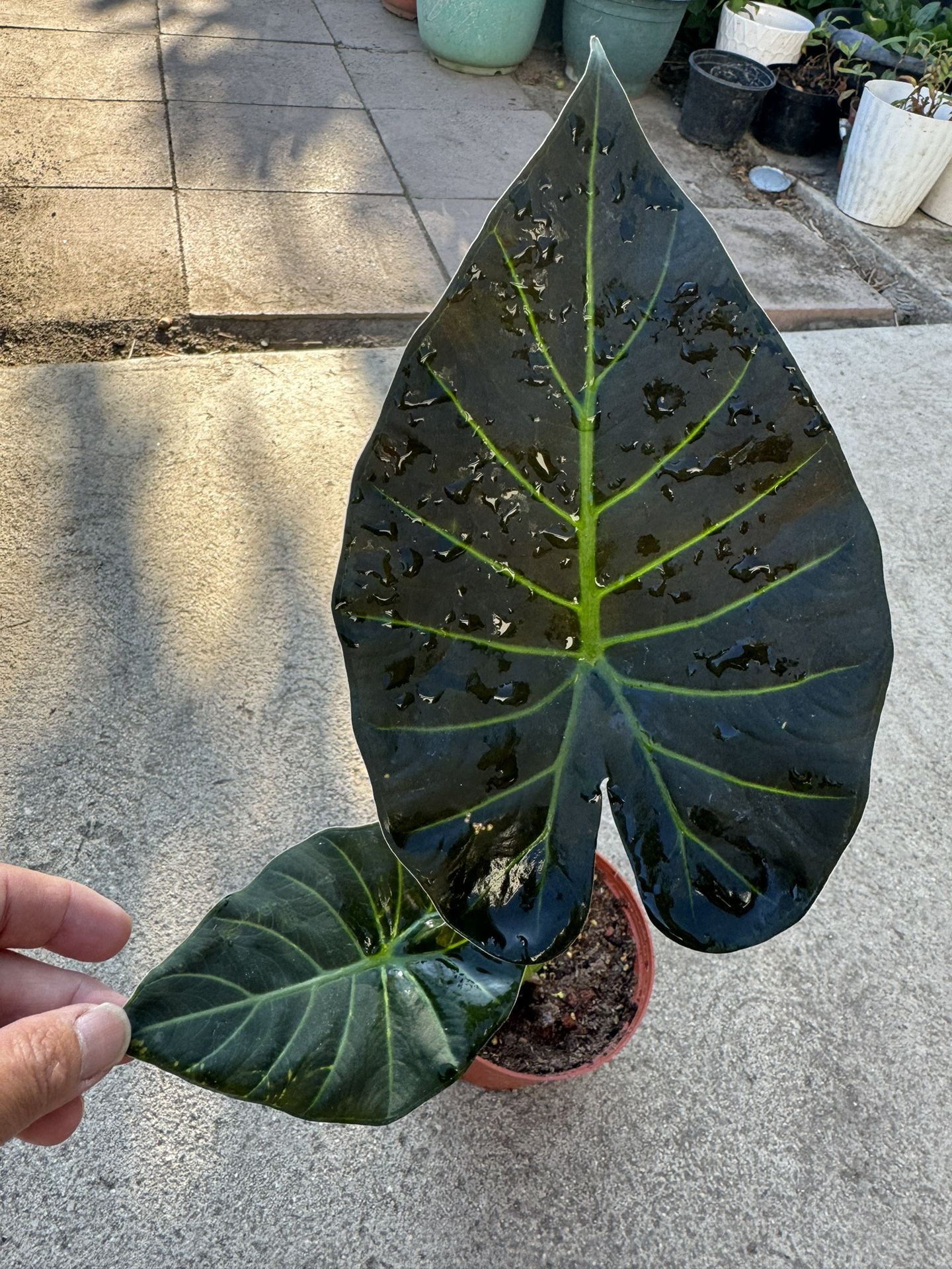 Elephant Ear