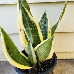 Varigated Snake Plant