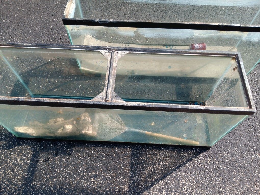 55 Gallon Fish Tank's