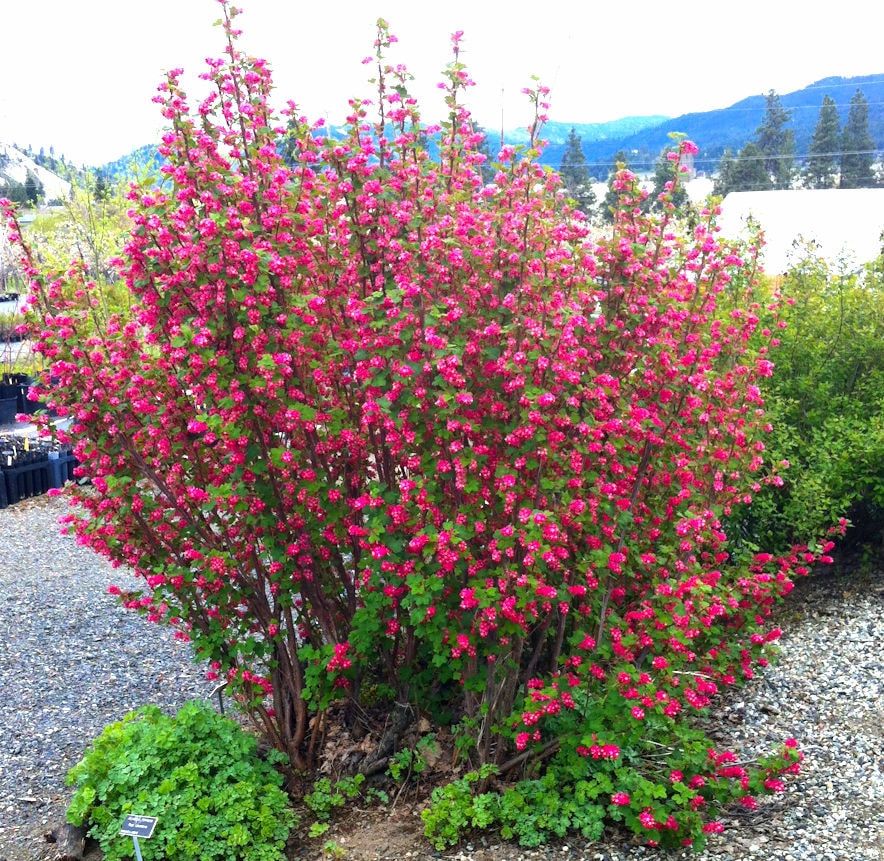 Native Flowering Red Currant Bushes