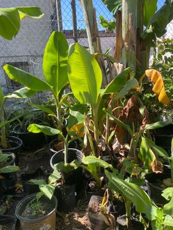 Blue Java banana