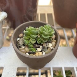 Crassula Dorothy Succulent Plant 