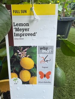 Semi dwarf Meyer improved lemon trees