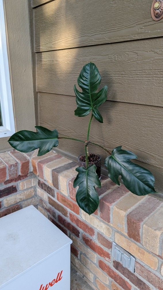 Unusual Plant: Philodendron Squamiferum