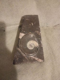 Ammonite Fossil Embedded in Stone Slab