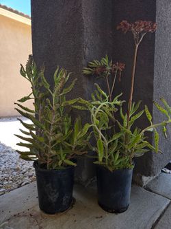 Plant