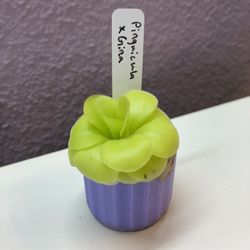 Pinguicula x Gina Butterwort