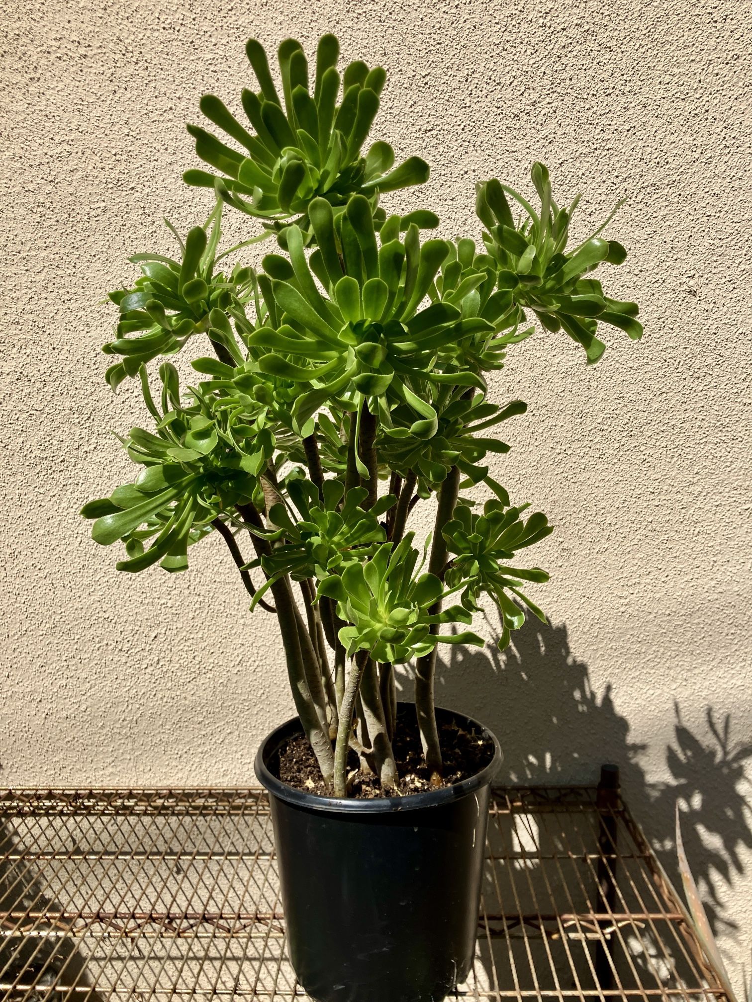  Tree Aeonium - Fire Resistant Succulent 