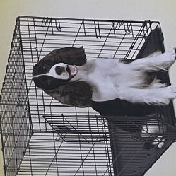 Folding Dog  Crate Intermediate