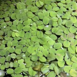 Salvinia Floating Plant