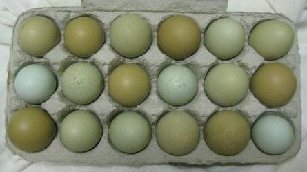 Organic eggs