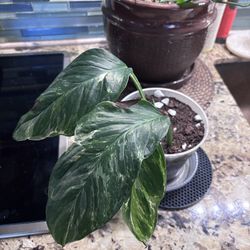 Monstera lechleriana albo