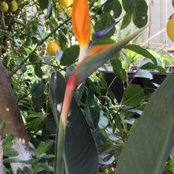 Plantas De Ave Del Paraíso Color Anaranjadas En Botes de Quince Son De Las Que Crecen Grandes $50