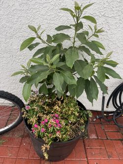 Avocado Tree