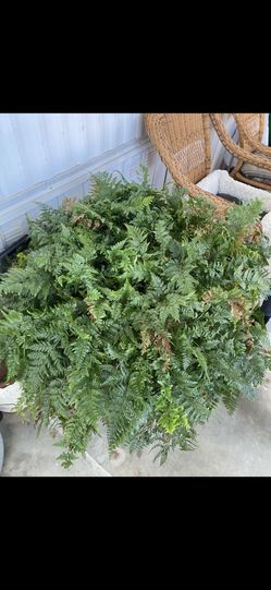 Rabbit’s Foot Fern