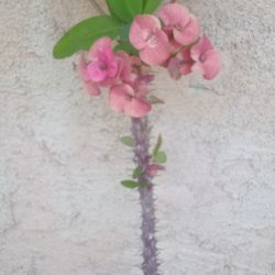 Plantas