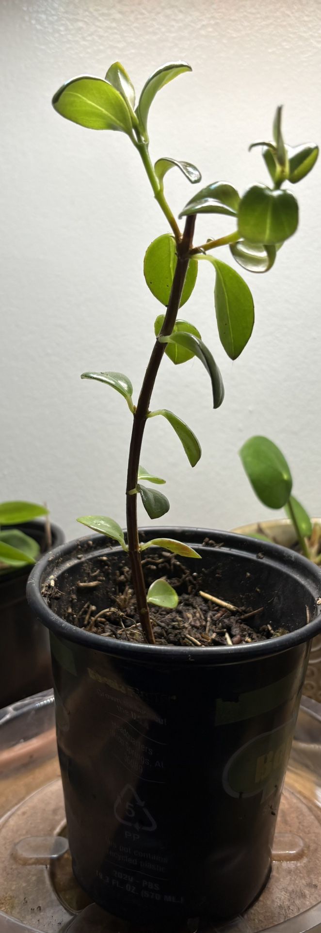 Established Goldfish Plant Cutting
