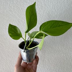 Golden Pothos Tin Bucket Pot 