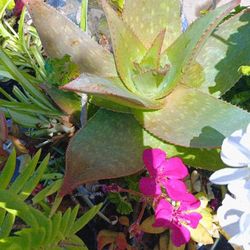 Plants 