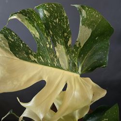 Monstera Thai Constellation 