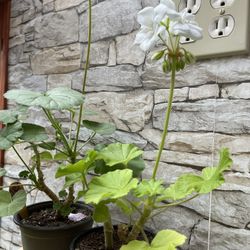 Pelargonium, Geranium Plant Attracts Hummingbirds. See All Pics.