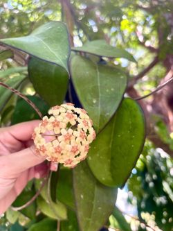 Hoya Fusco Marginata