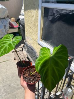 Philodendron verrucosum rooted cuttings