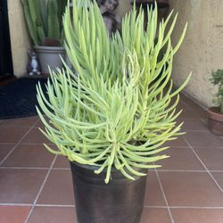 Senecio Succulent Plant