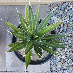 Agave - $8
