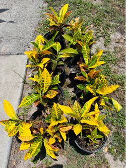 Garden croton