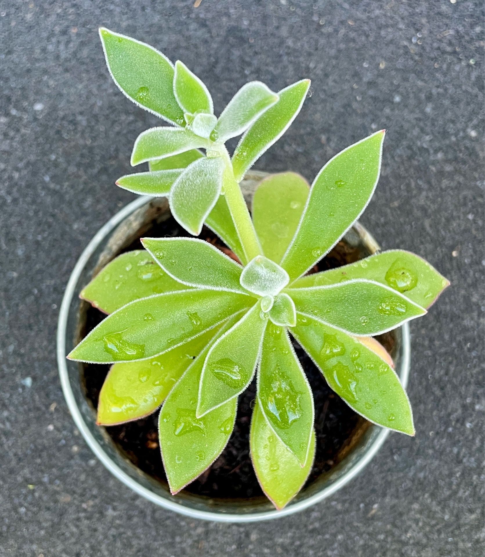 Plush Plant