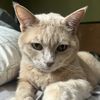 3catsandi