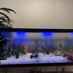 Free -Come With Help