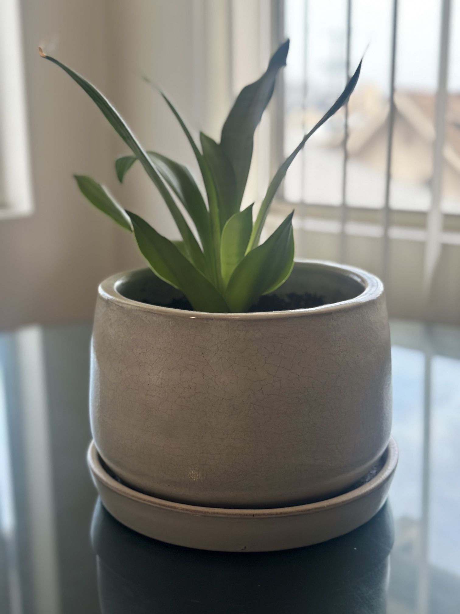 Potted Plant For Sale