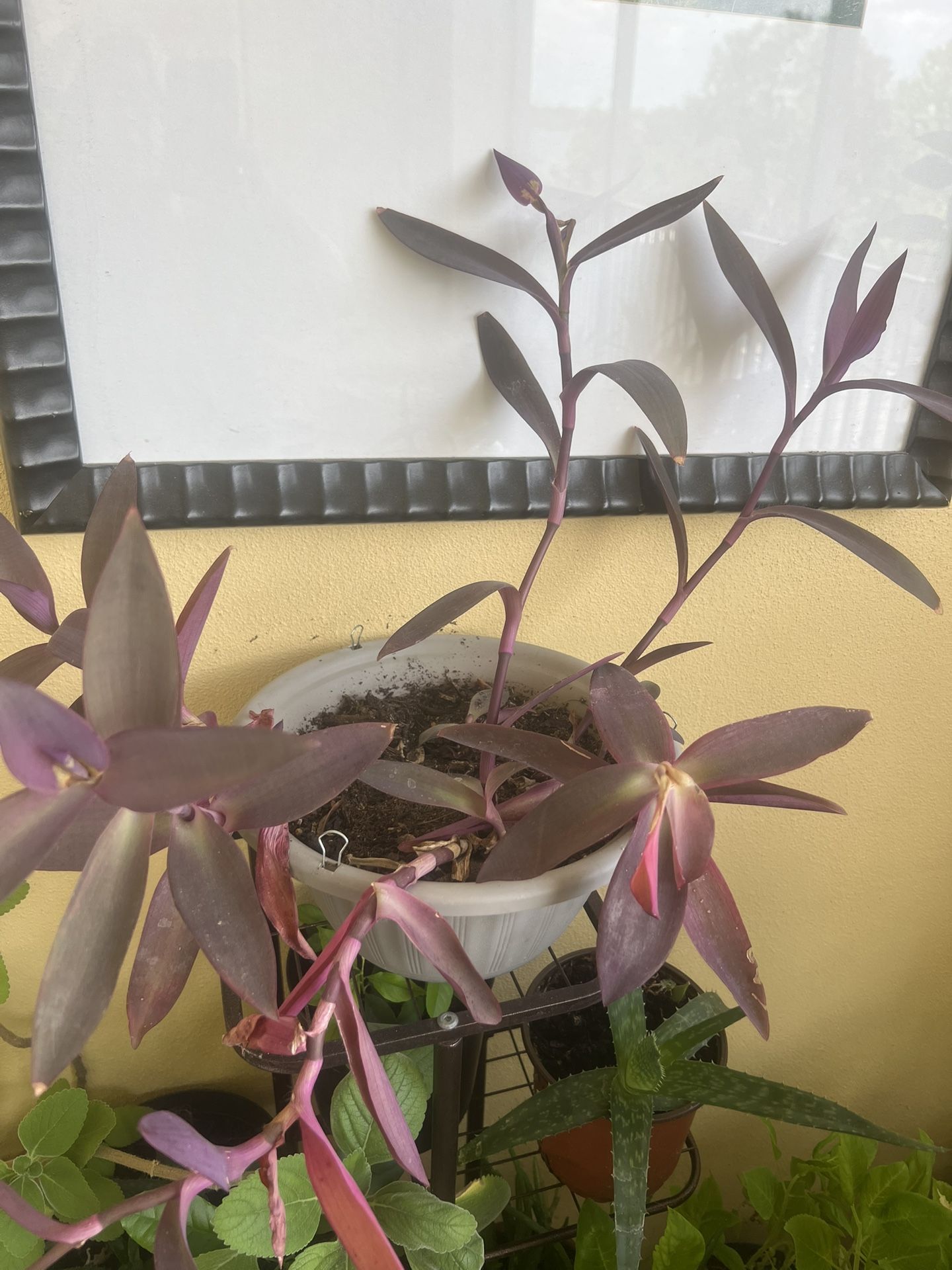 Plant