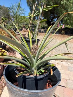 🍍 Pineapple Plant with Fruit