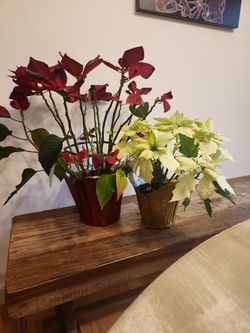 Poinsettias