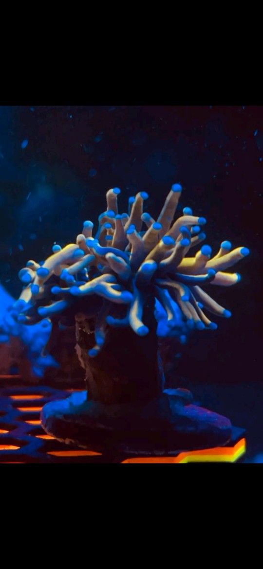 Aquarium Coral DECOR 